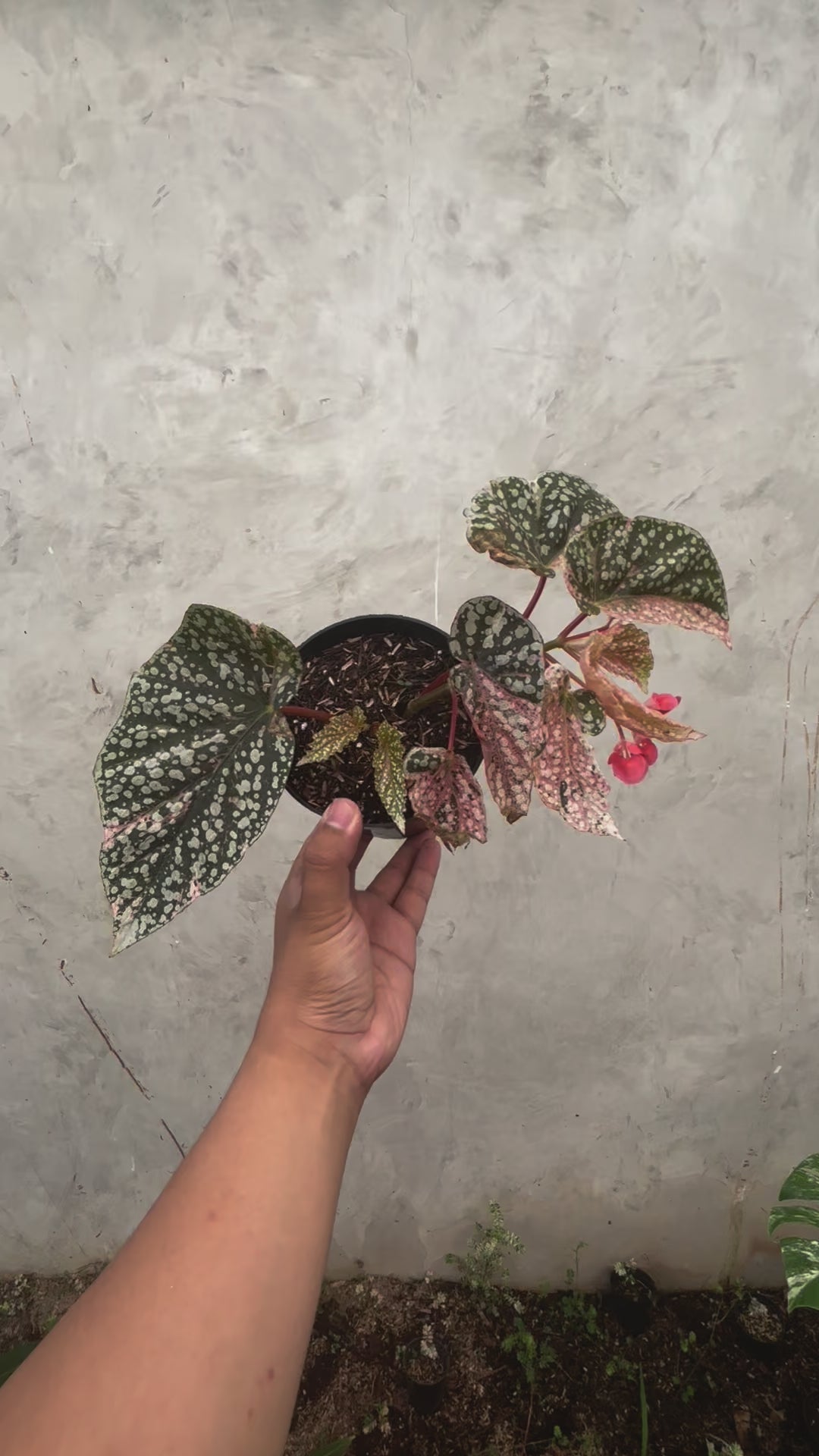 Begonia Snow Capped Variegated