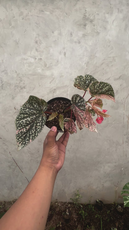 Begonia Snow Capped Variegated