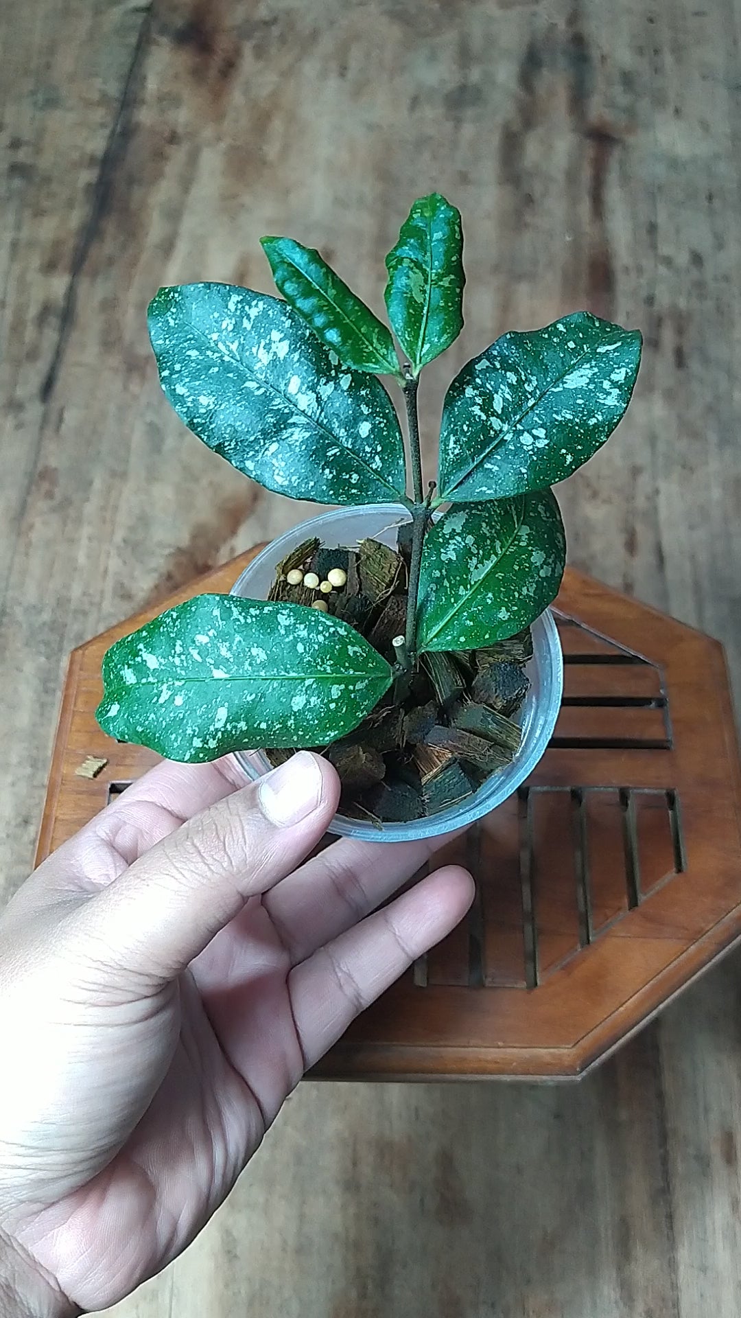 Hoya SP Garut High Splash