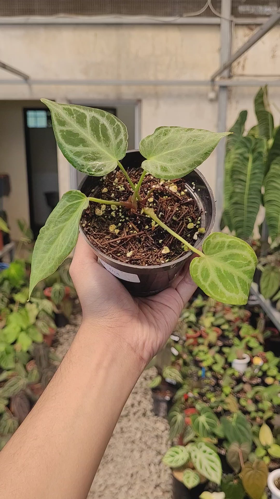 Anthurium Silver Tiger Seedling