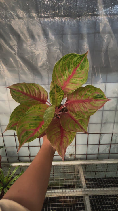 Aglaonema Jolie