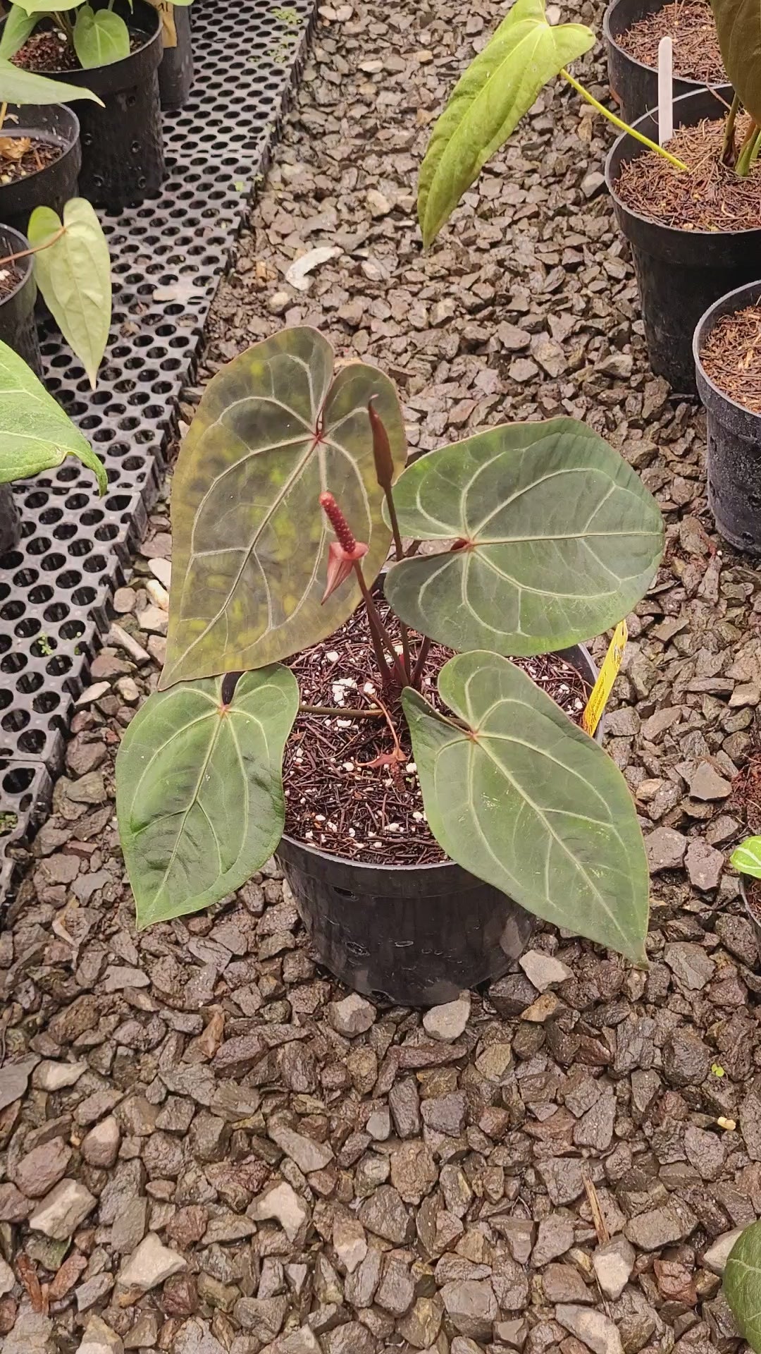 Anthurium Forgetii x AOS Dark Form