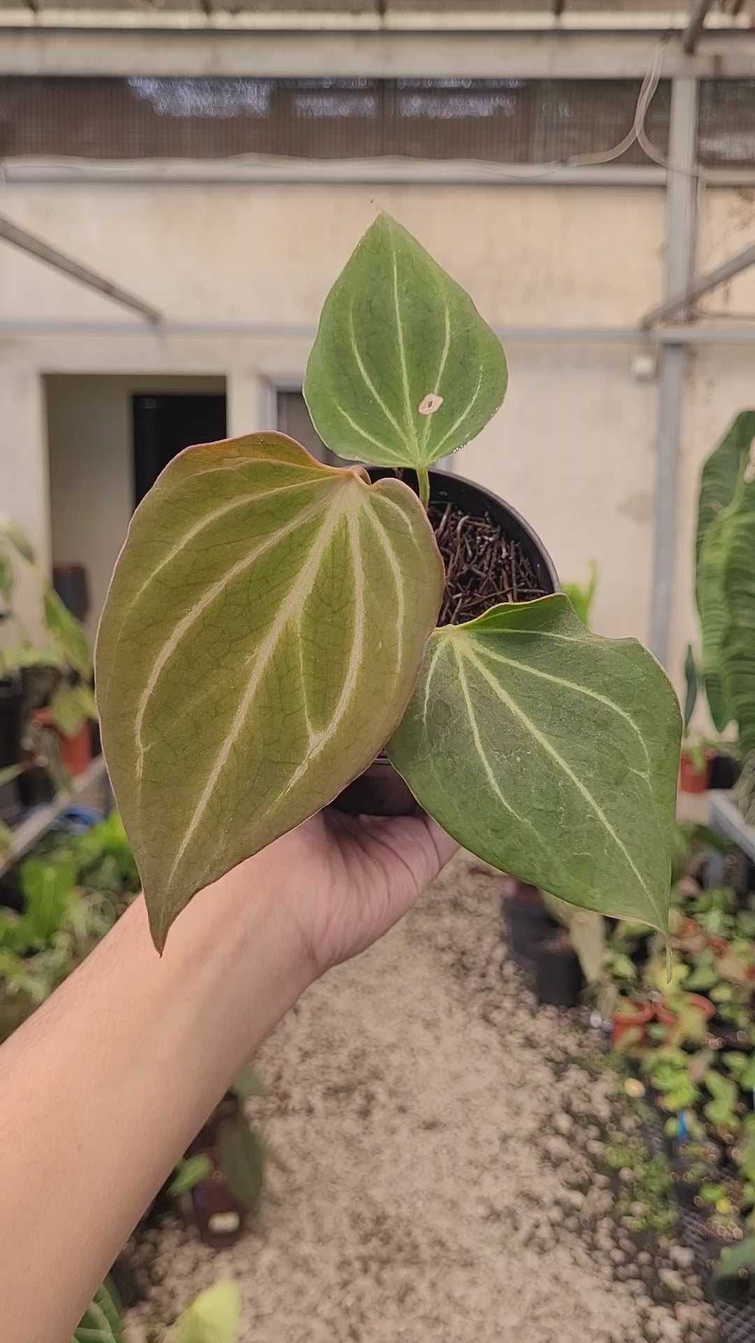 Anthurium King of Spades Butterfly