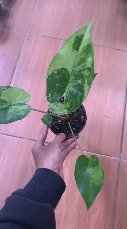 RP104-6	Alocasia Flemingiana Variegated