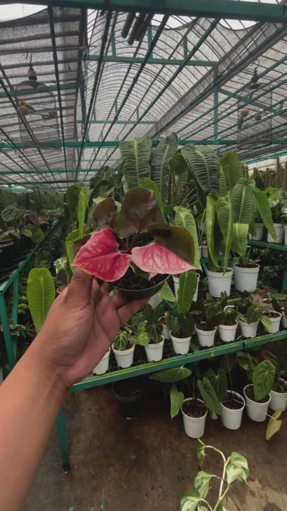 Syngonium Strawberry Ice