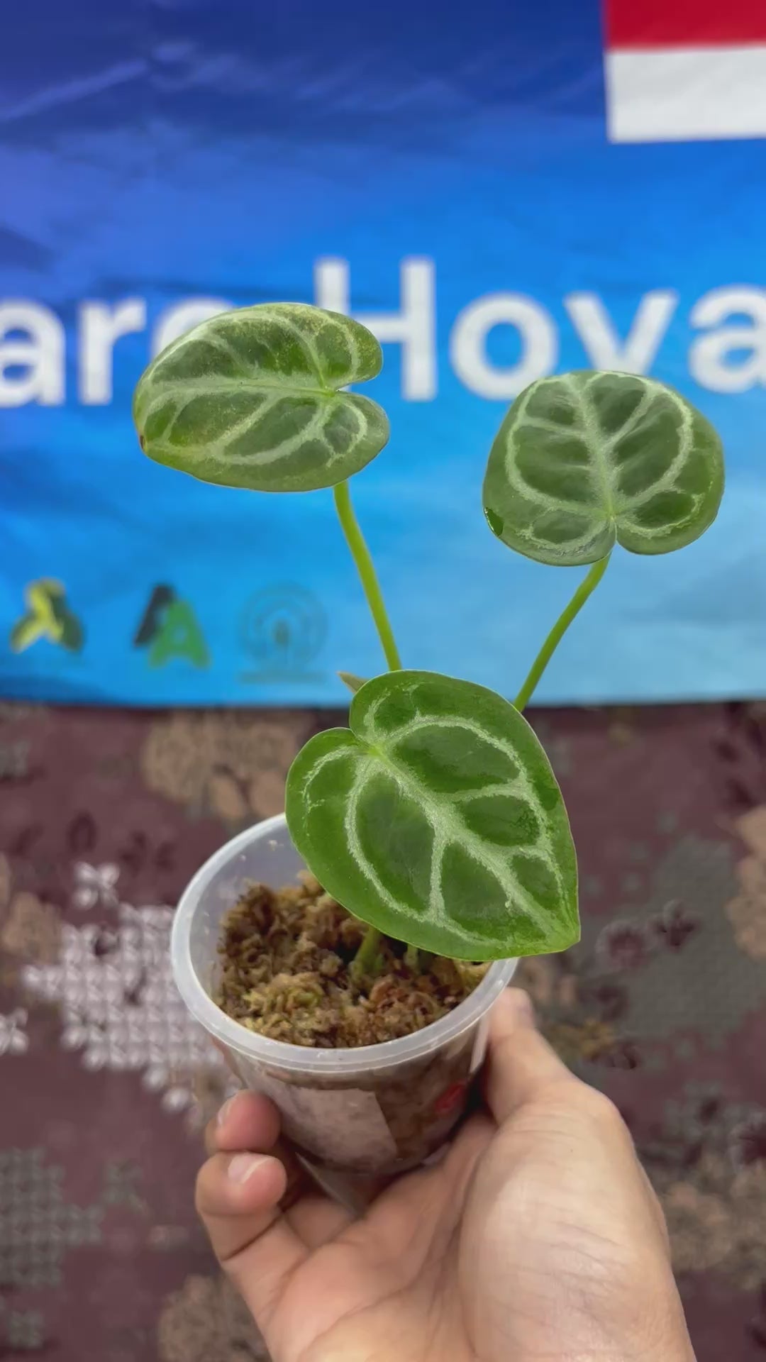 A06007 Anthurium Dressleri X Silver Blush