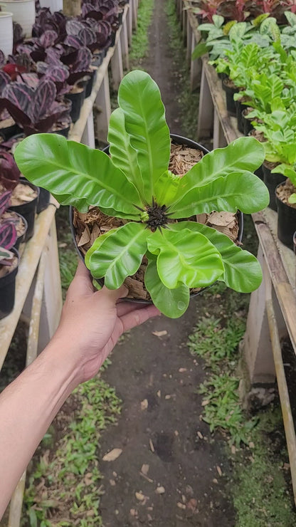 Asplenium Nidus "Cadaca Lasagna"