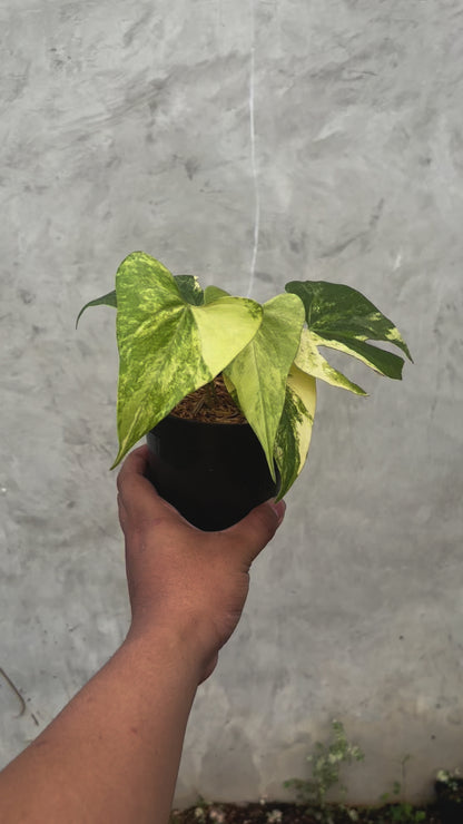 Anthurium Pterodactyl Variegated