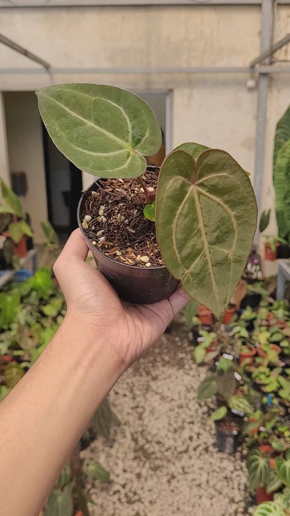 Anthurium Papillilaminum x Red Crystal Michelle