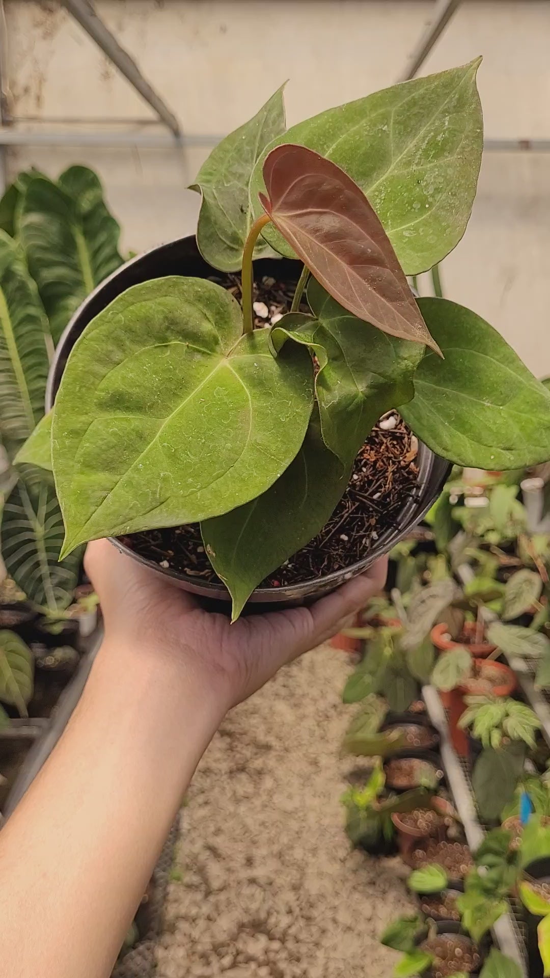 Anthurium Papilillaminum Hybrid Red Crystal