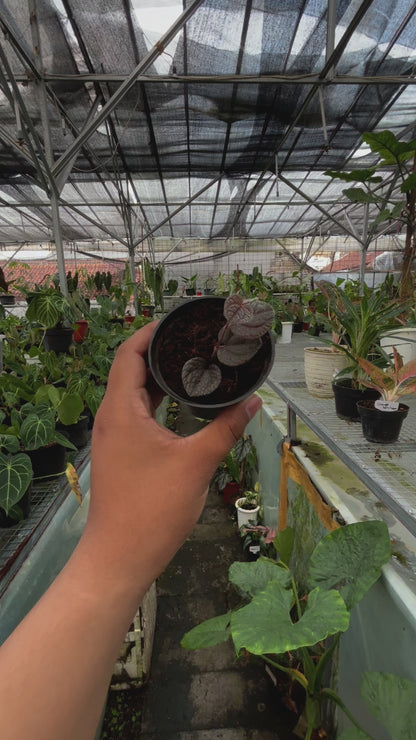 Piper Pride of Papua