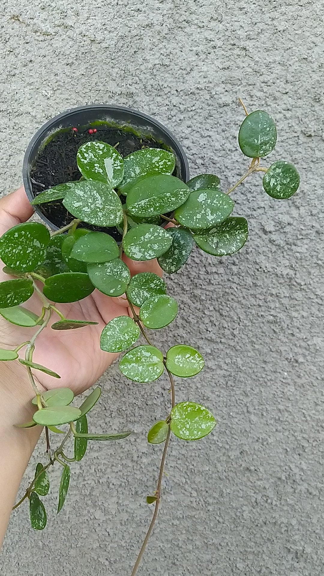 Hoya Mathilde Splash