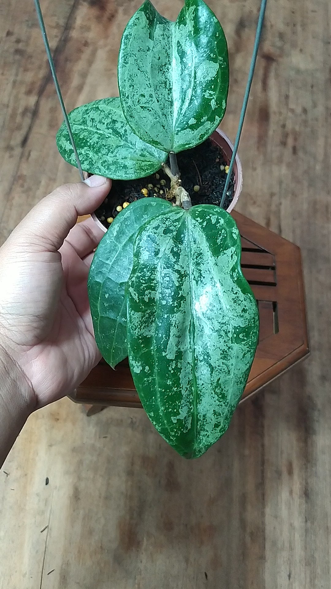 Hoya Latifolia High Splash