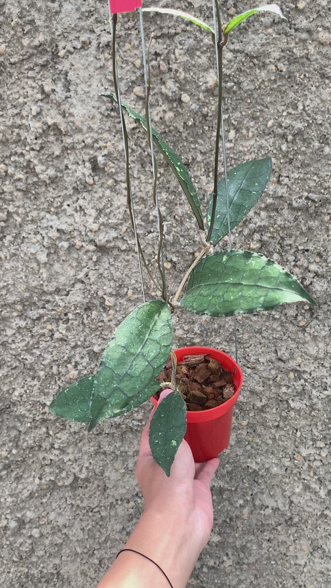 Hoya Clemensiorum Green