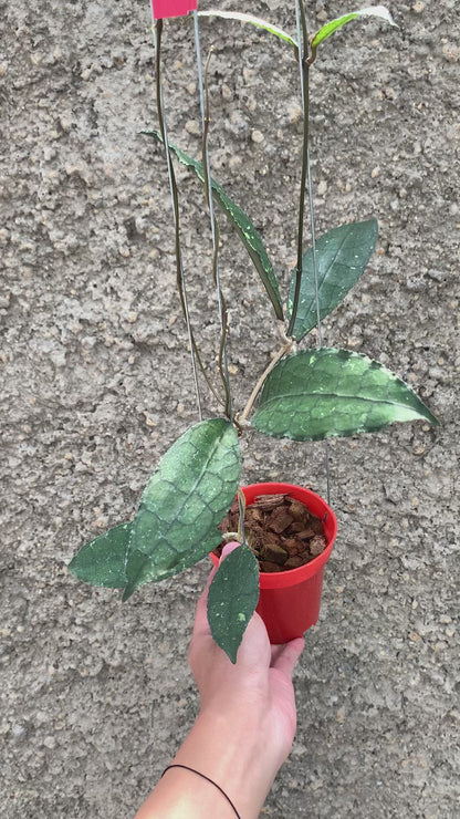 Hoya Clemensiorum Green