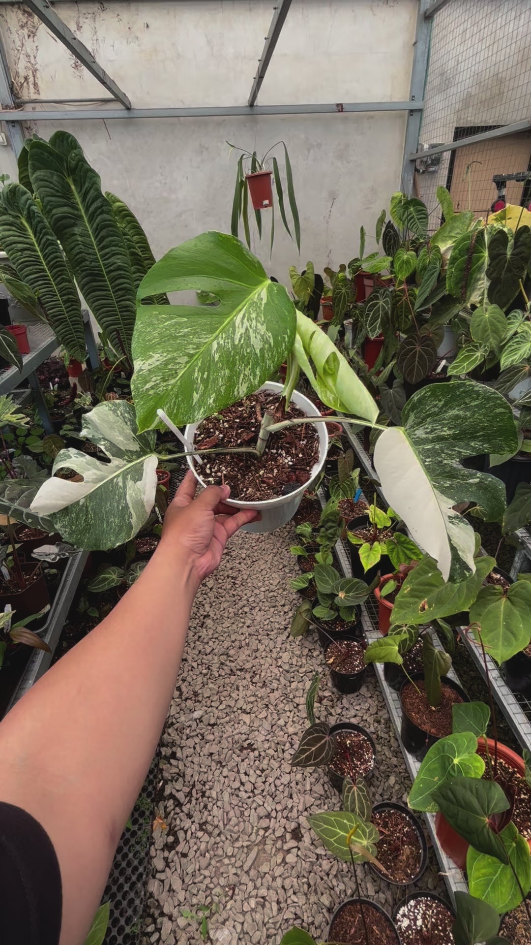 Monstera Albo Variegated