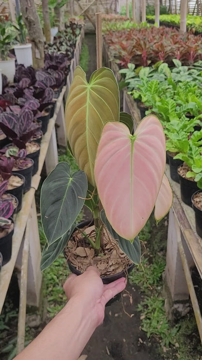 Philodendron Melanochrysum Pink