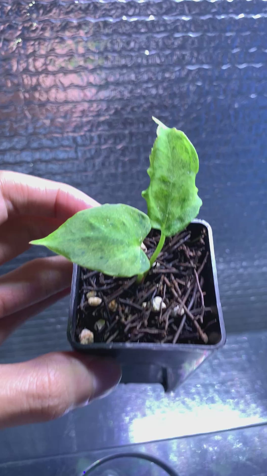 RP66-8	Anthurium Red Hawk x Blue Papilillaminum Mint