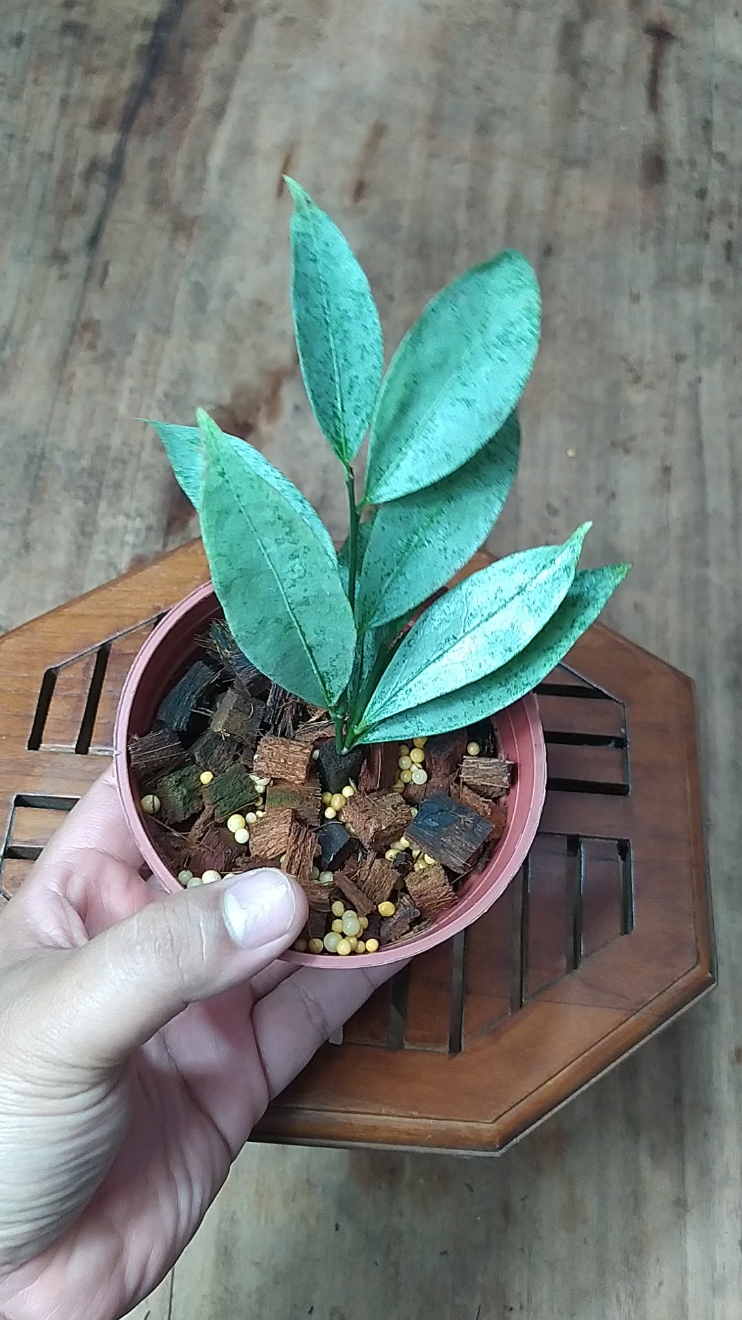 Hoya Amicabilis Silver