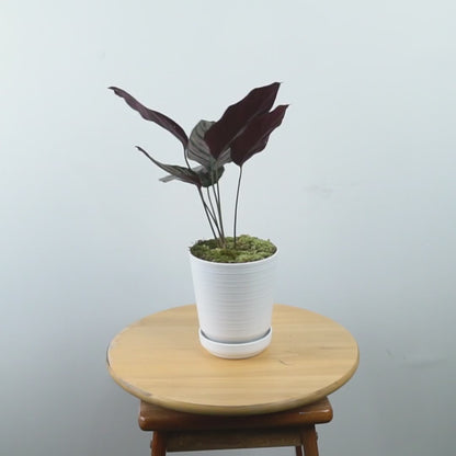 Calathea Ornata - Greenspaces.id