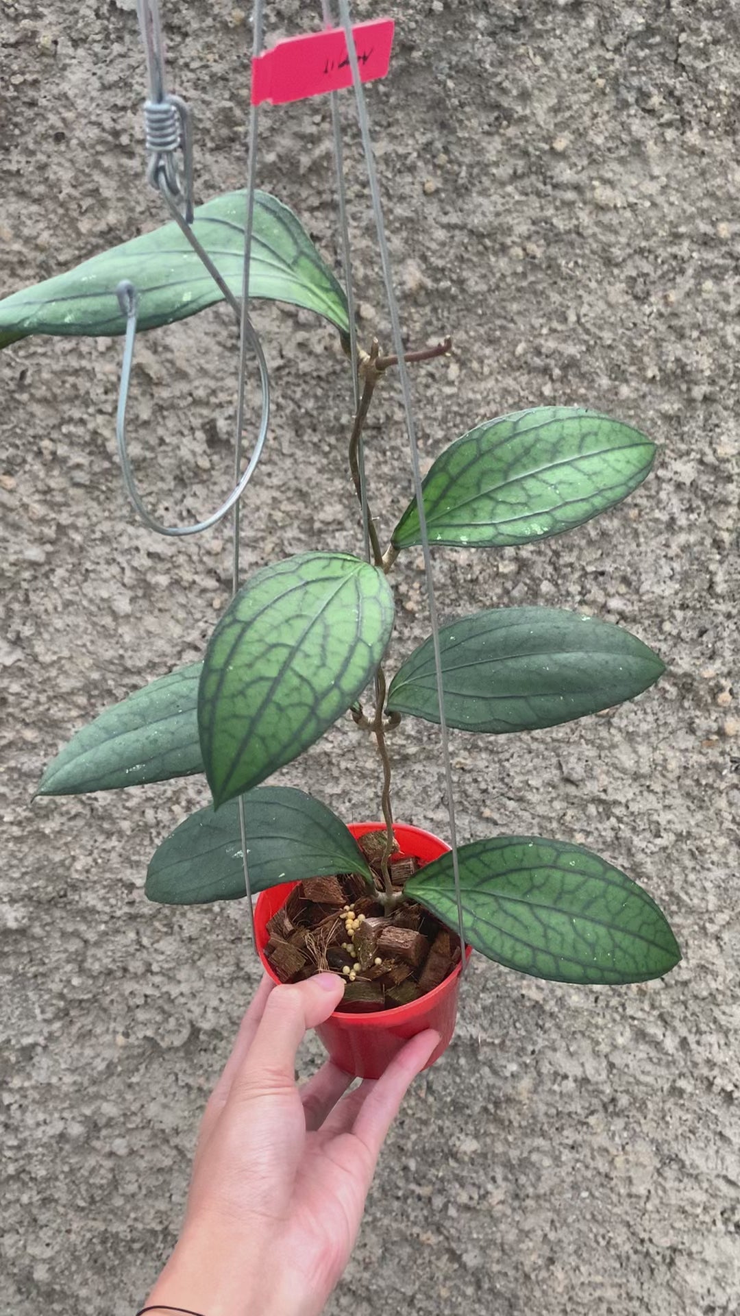 Hoya vitellinoides Sp Sumatra