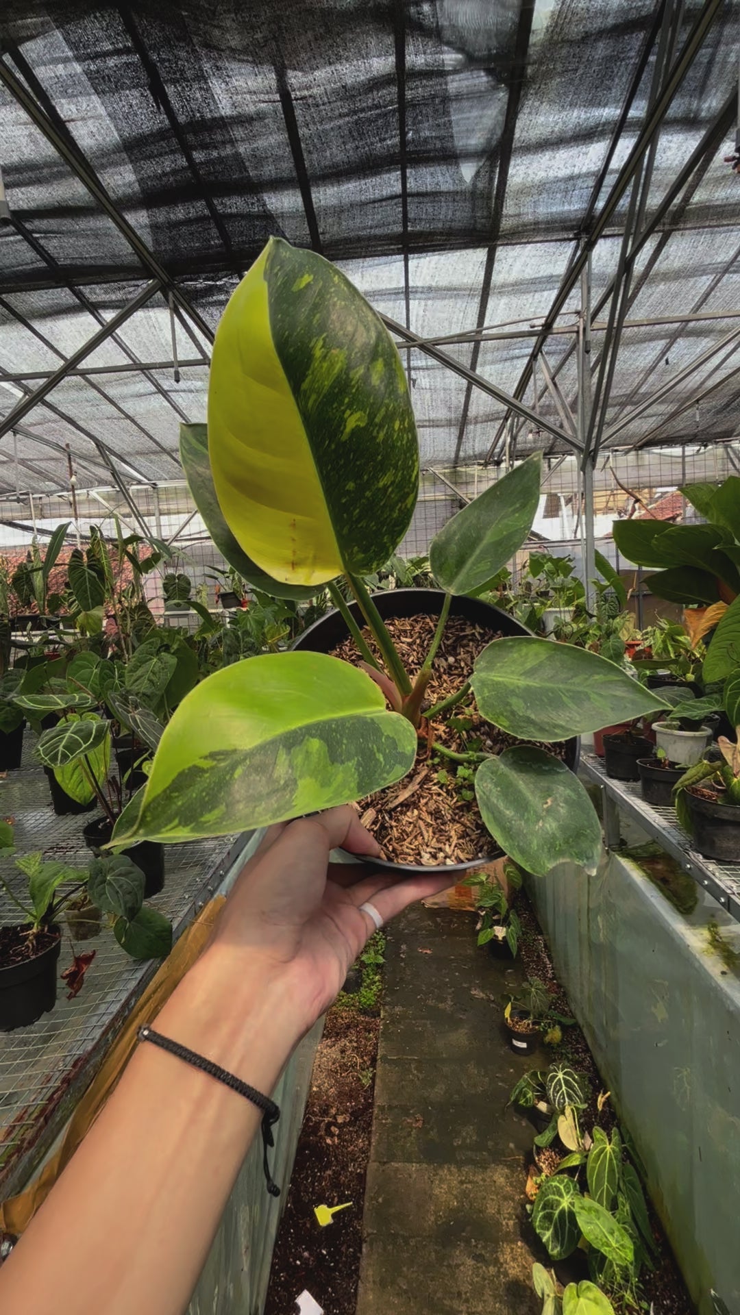 Philodendron Green Congo Marble Variegated