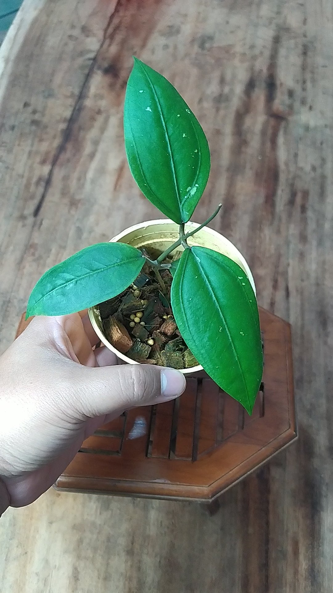 Hoya SP Aceh Gomas