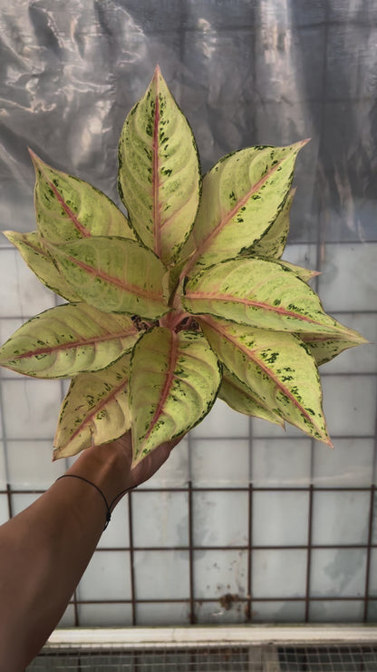 Aglaonema Frozen