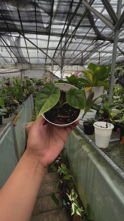 Alocasia Dragon Scale Variegated