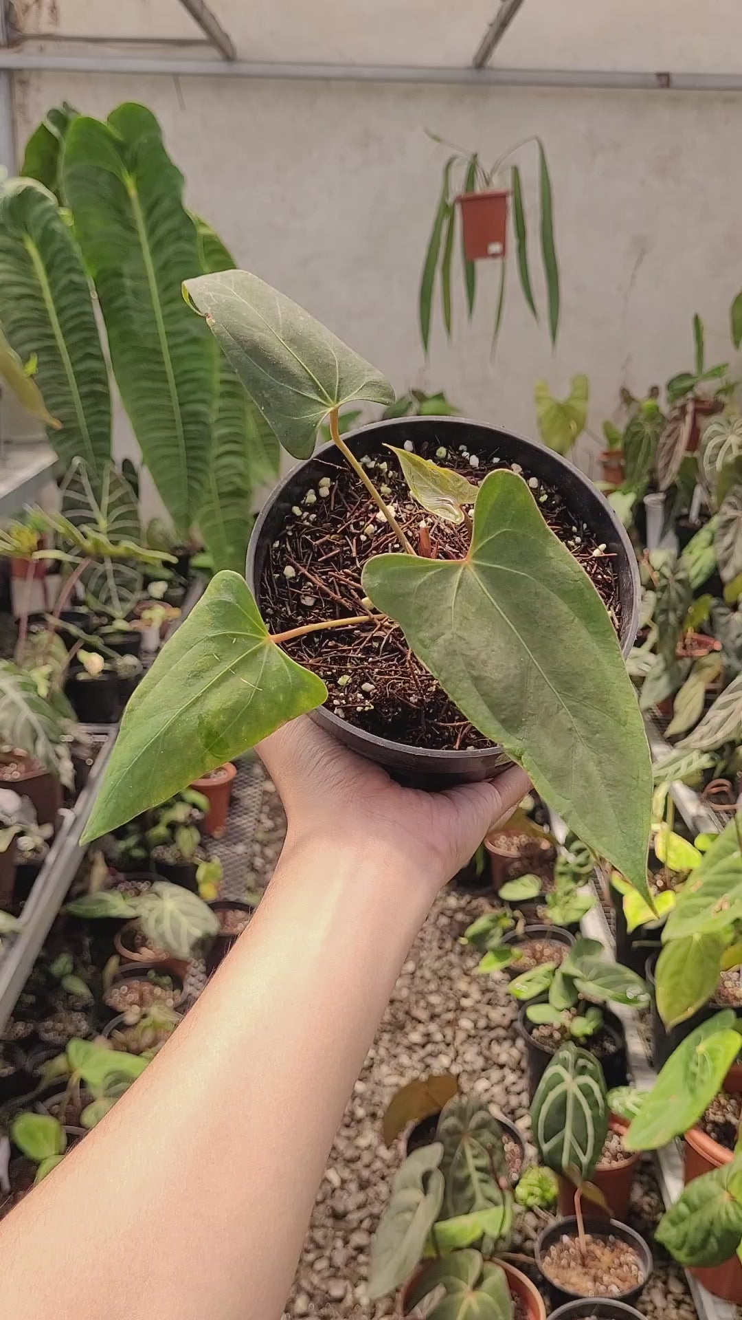 Anthurium NSE Portillae x Dressleri