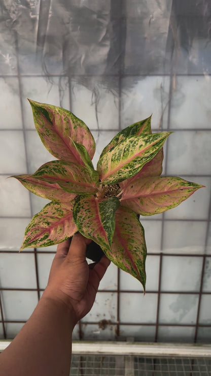 Aglaonema Light of Dream