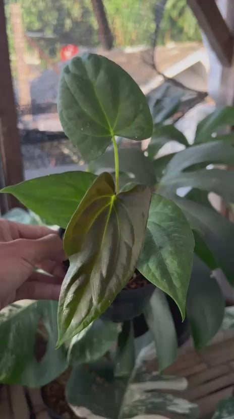 RP95-5 Anthurium Fortsherman Seed