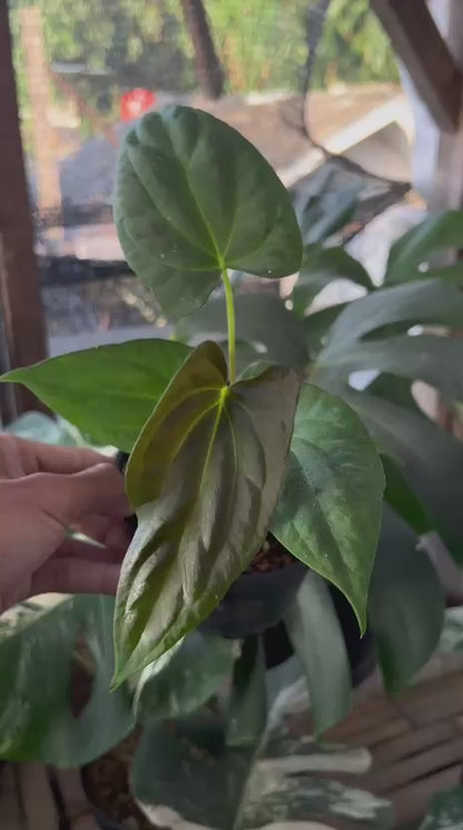 RP95-5 Anthurium Fortsherman Seed
