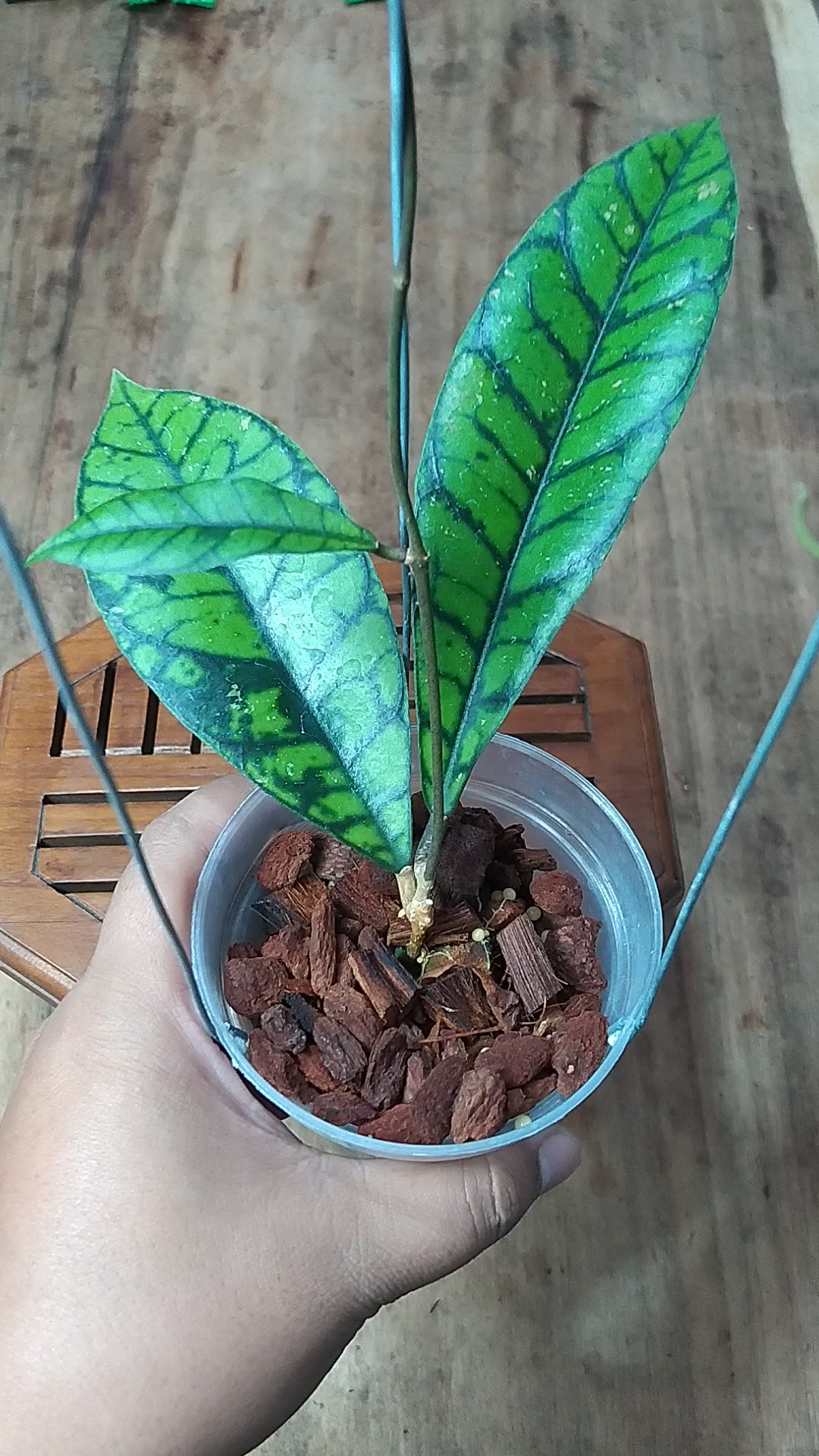 Hoya Callistophylla Zebra