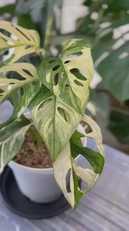 RP55-2 Monstera Adansonii Mint