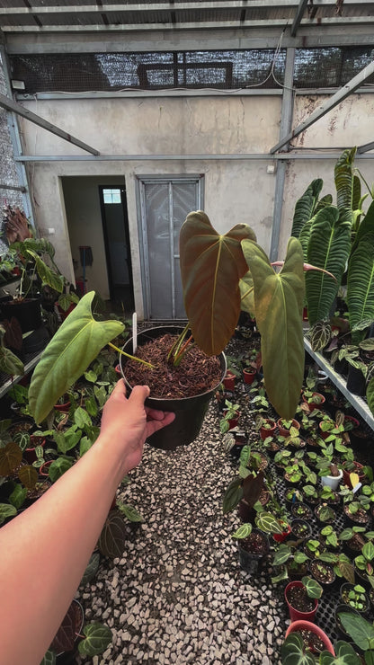 Anthurium Fort Sherman x Portillae
