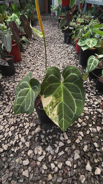Anthurium Magnificum Variegated