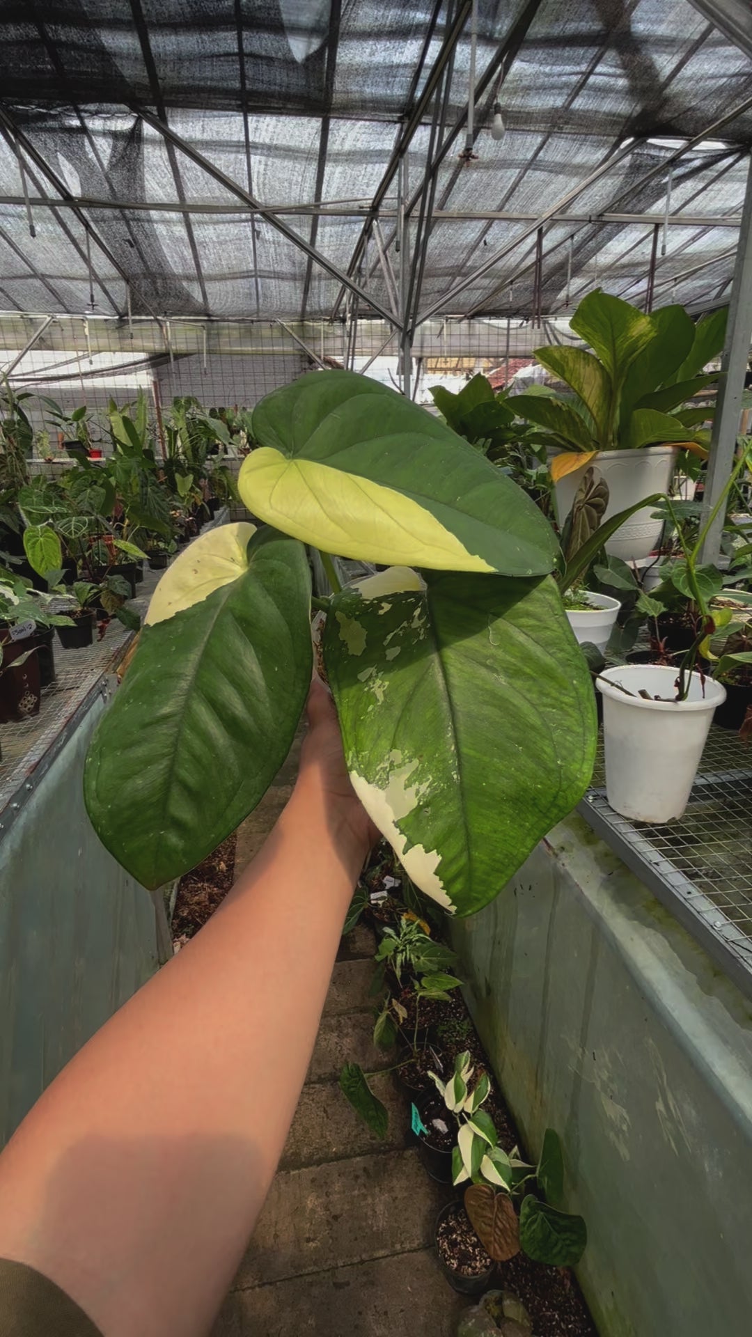 Syngonium Chiapense Variegated