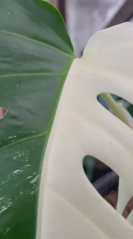 RP57-2 Monstera Albo Half Moon