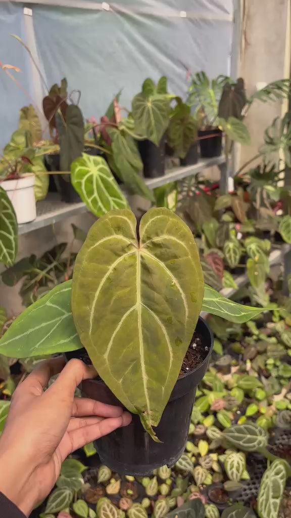 RP103-6	Anthurium Bvit x Michelle Variegated