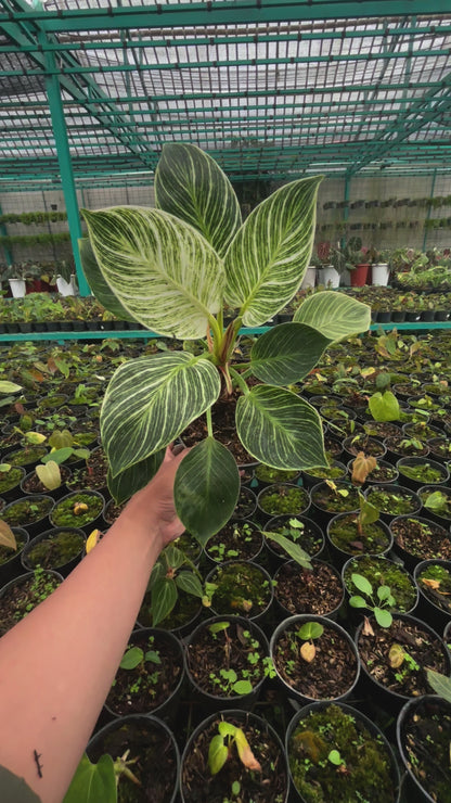 Philodendron Birkin