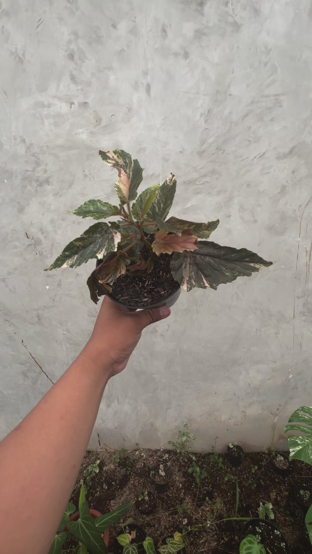 Begonia Ginny Galaxy Variegated