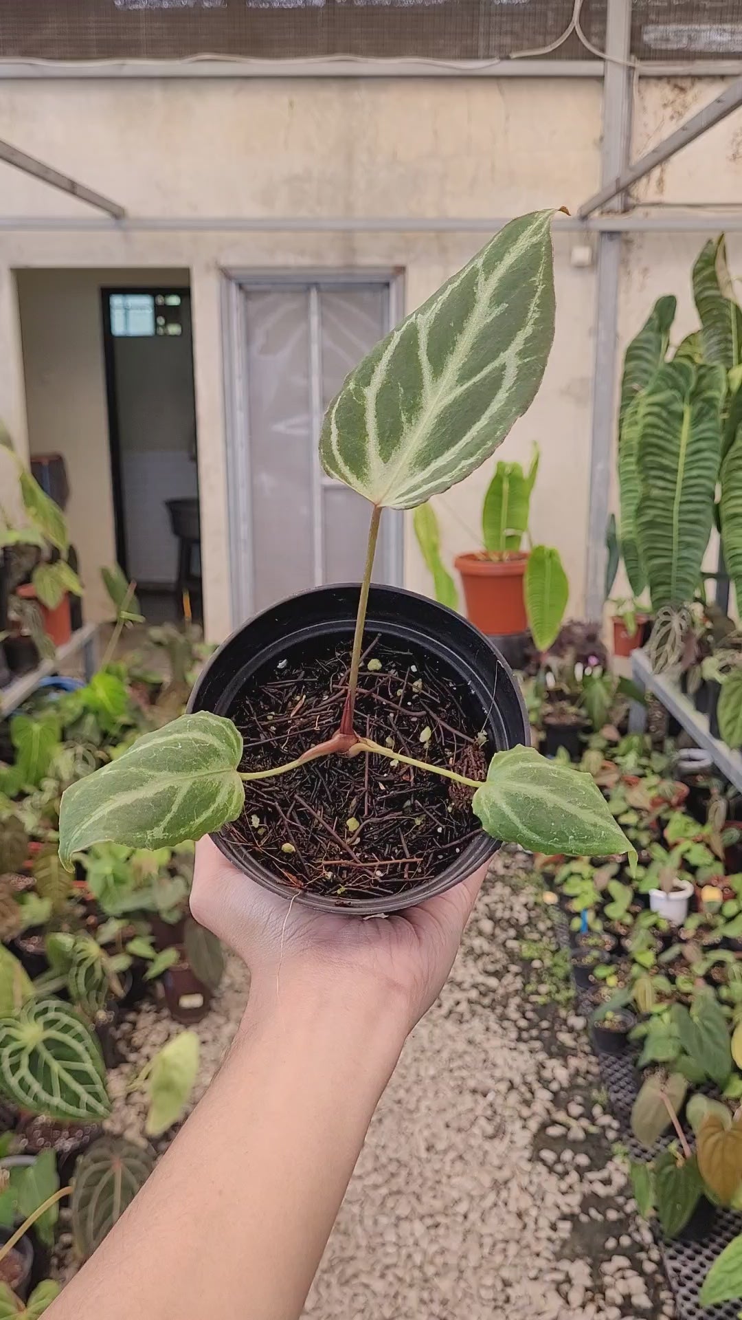 Anthurium Silver Tiger x (KOS x RC)