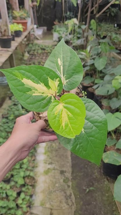 Piper Aurea Variegated