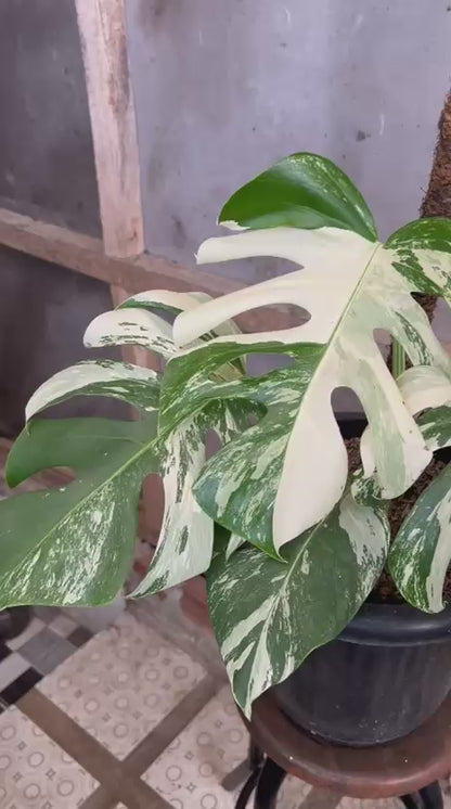 RP97-6 Monstera Albo White Tiger Variegated