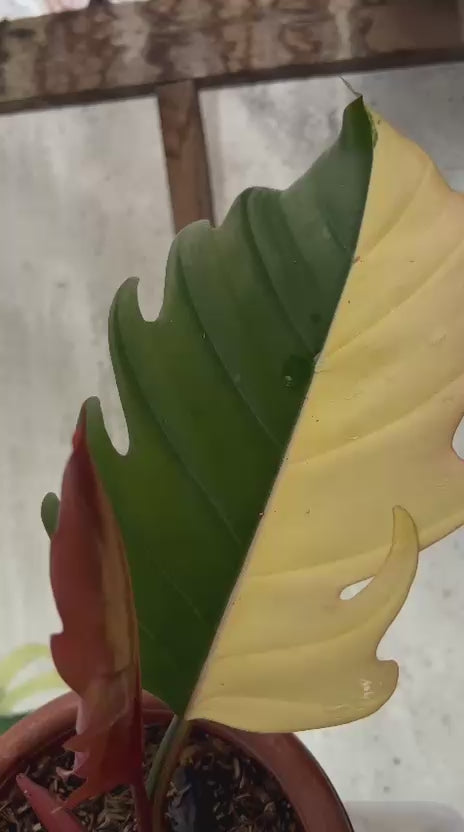 RP93-5 Philodendron Caramel Marble Variegated Mature Size