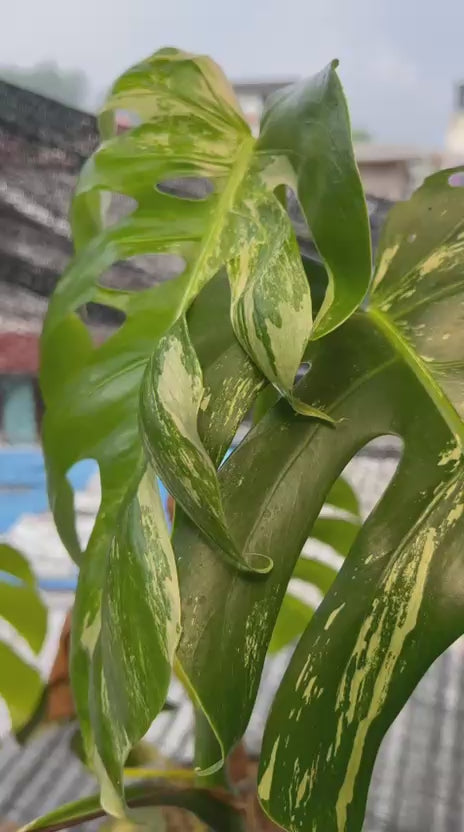RP98-6 Monstera Albo Variegated Lush