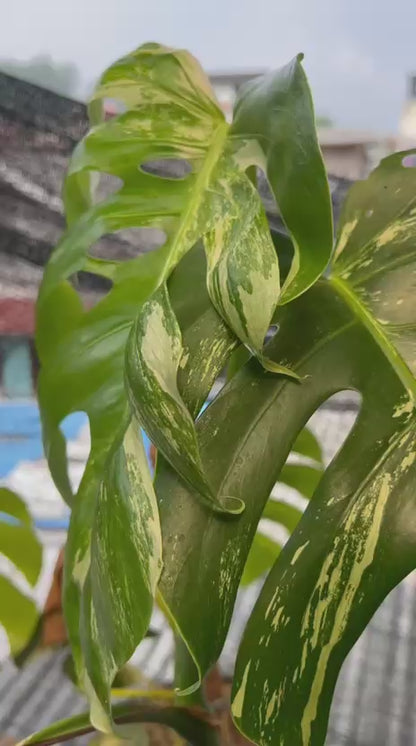 RP98-6 Monstera Albo Variegated Lush