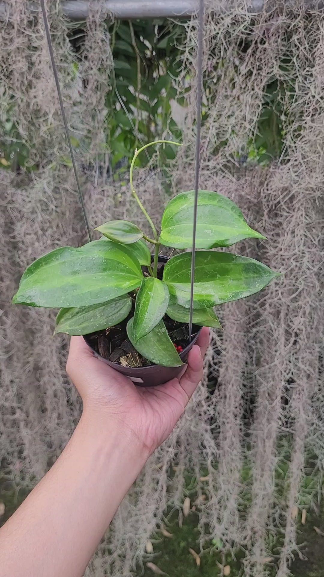 Hoya Latifolia Baibua