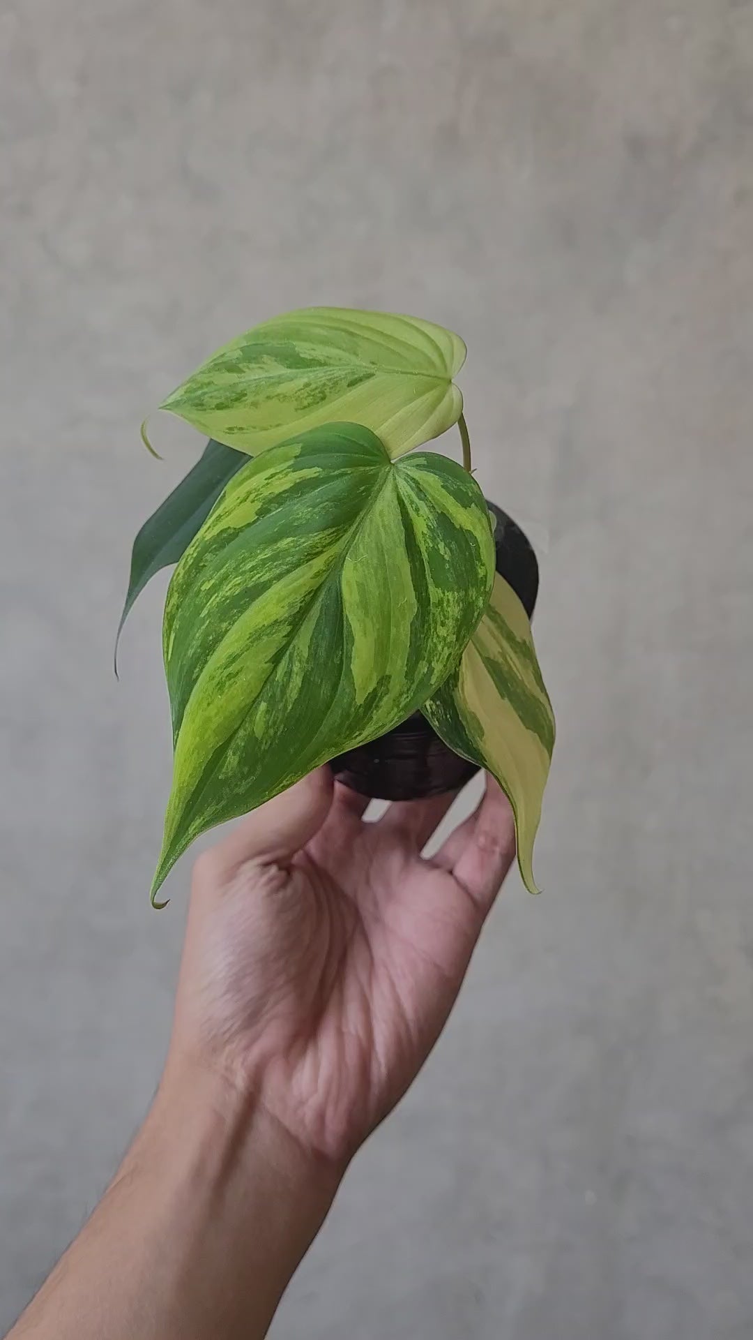 Philodendron Micans Variegated